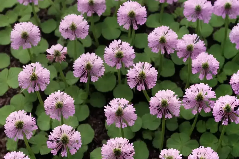 White clover (trifolium repens ‘atropurpureum’)