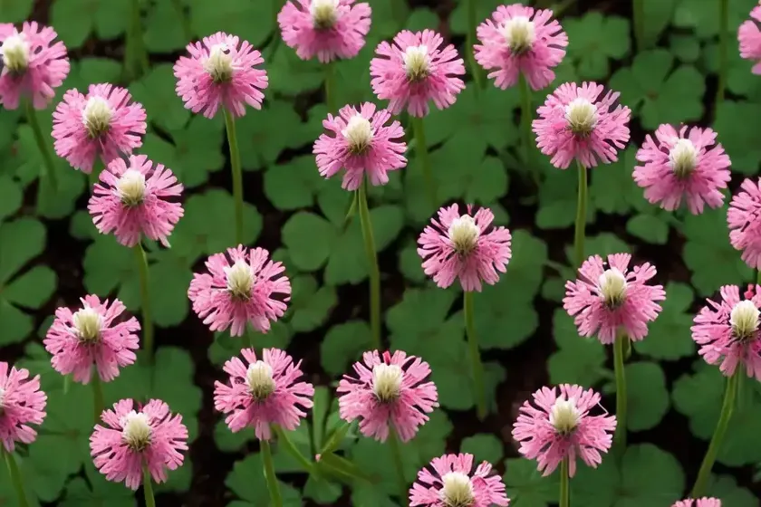 White clover (trifolium repens ‘dragon’s blood’) — photo 2