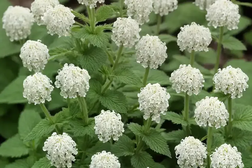 White dead-nettle (lamium album) — photo 3