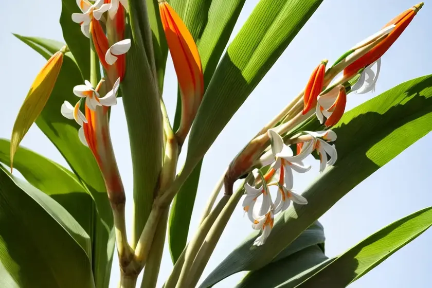 White-flowered wild banana (strelitzia alba) — photo 2
