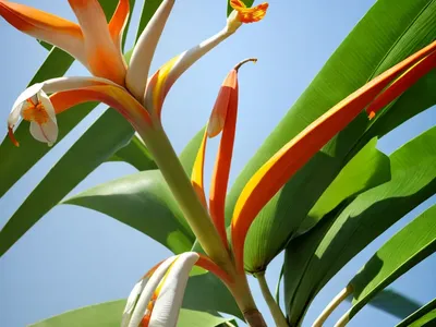 White-flowered Wild Banana (Strelitzia Alba)