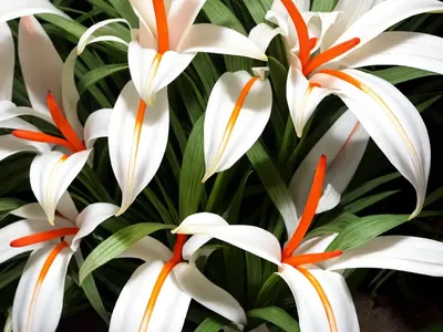 White Garland-lily (Hedychium Coronarium)