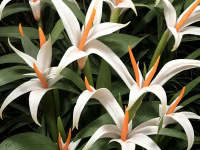 White Ginger (Hedychium Coronarium)