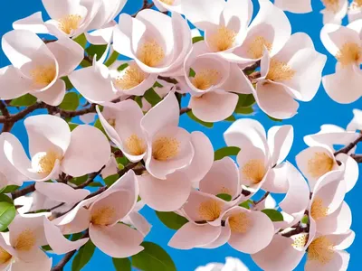 White Ipx� (Tabebuia Roseo-alba)