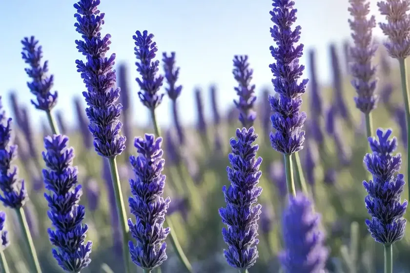 White lavender (lavandula angustifolia ‘arctic snow’) — photo 3