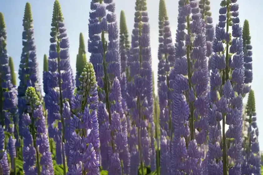 White lupin (lupinus albus) — photo 3