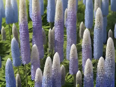 White Lupin (Lupinus Albus)