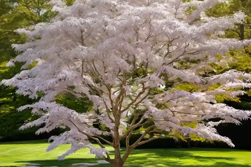 White maple (acer spicatum) — photo 2