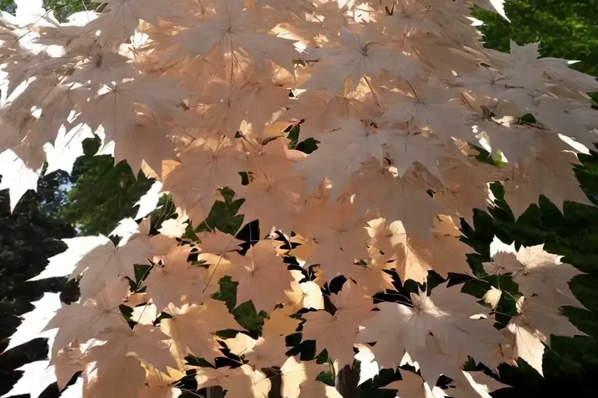 White maple (acer spicatum) — photo 3