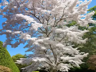 White Maple (Acer Spicatum)