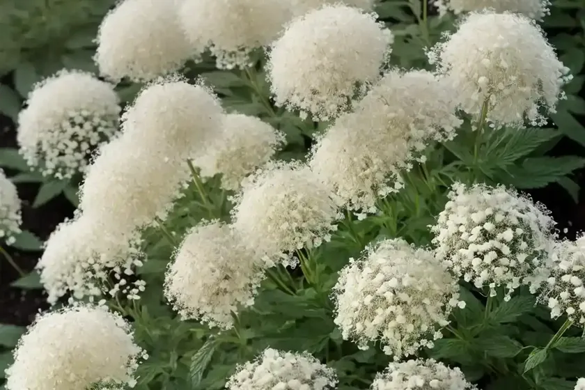 White meadowsweet (spiraea betulifolia) — photo 2