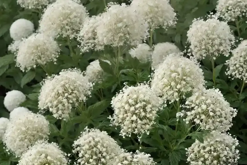 White meadowsweet (spiraea betulifolia) — photo 3