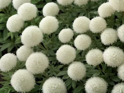 White Meadowsweet (Spiraea Betulifolia)