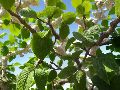 White Mulberry (Morus Alba ‘Chaparral’)