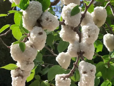 White Mulberry (Morus Alba ‘Pendula’)