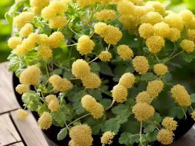 White Mustard (Sinapis Alba)