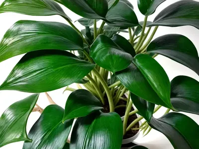 White Philodendron (Philodendron Erubescens ‘White Princess’)