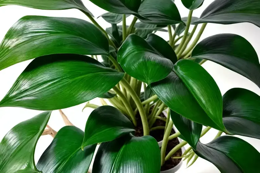 White philodendron (philodendron erubescens ‘white princess’)