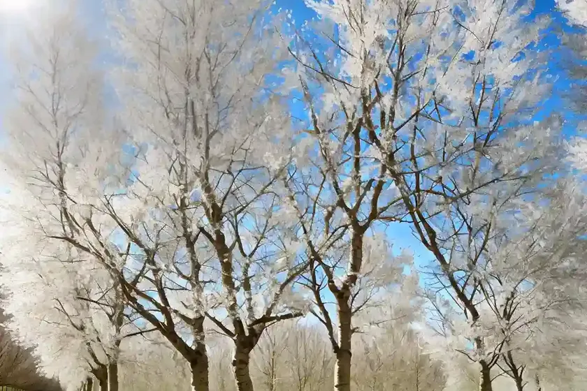 White poplar (populus alba) — photo 2