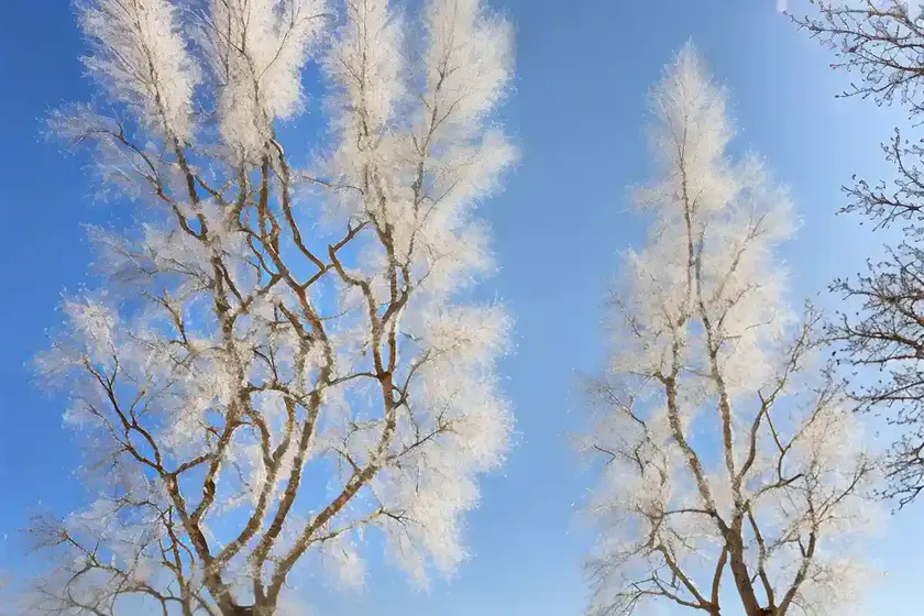 White poplar (populus alba) — photo 3