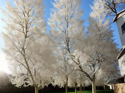 White Poplar (Populus Alba)