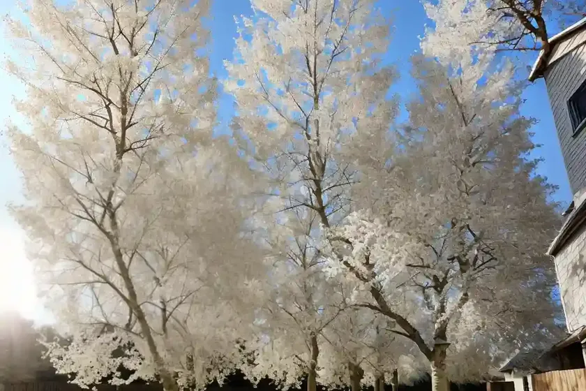 White poplar (populus alba)