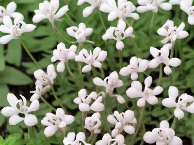 White Ramping Fumitory (Fumaria Capreolata)
