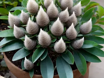 White Rata (Metrosideros Diffusa)
