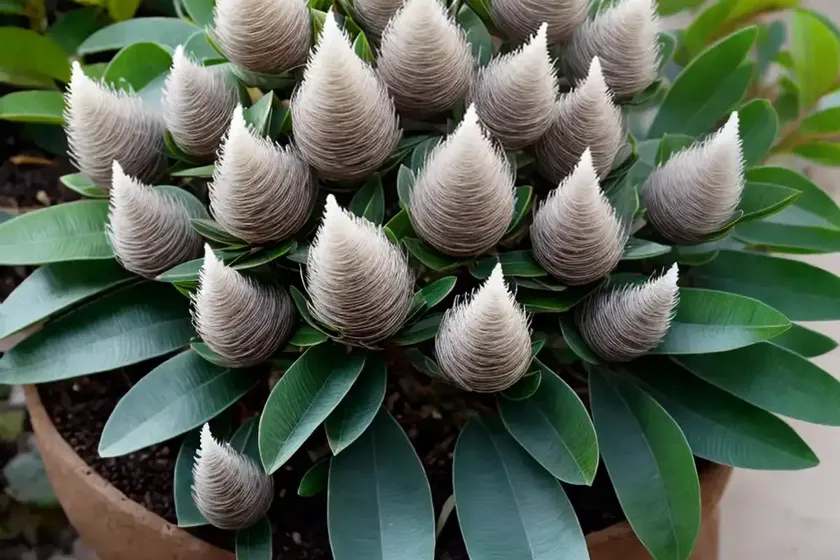 White rata (metrosideros diffusa)