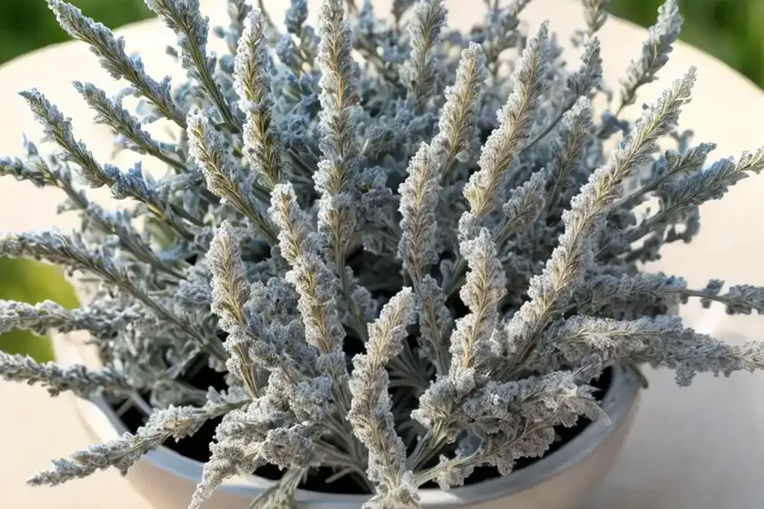 White sage (artemisia ludoviciana) — photo 2