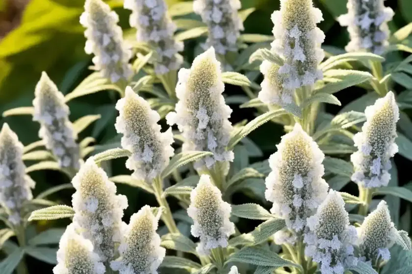 White sage (salvia apiana) — photo 3