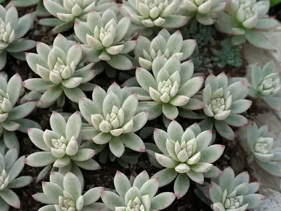 White Stonecrop (Sedum Album)