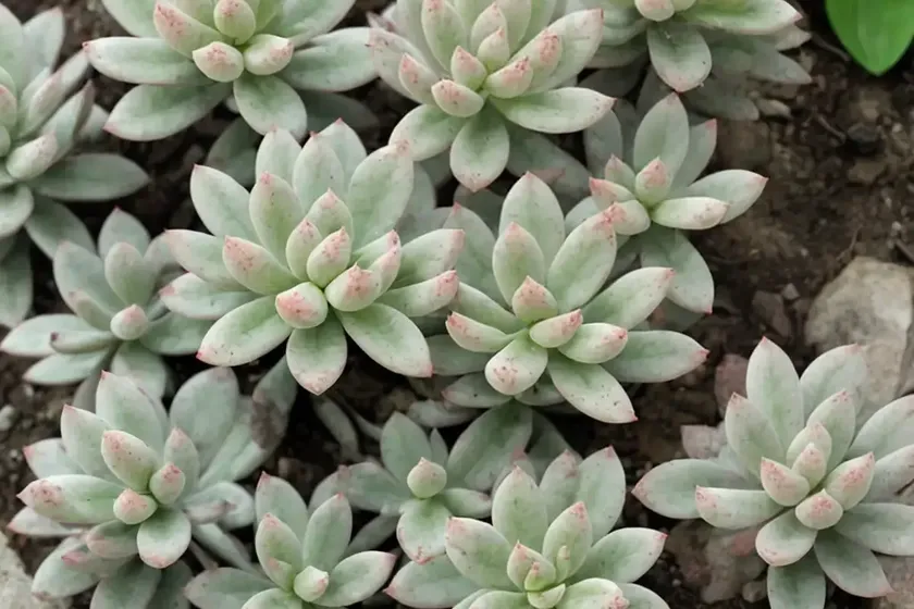 White stonecrop (sedum album subsp. teretifolium ‘murale’) — photo 3
