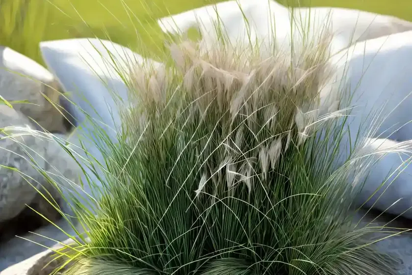White-tinged Sedge (Carex Albicans) — photo 2