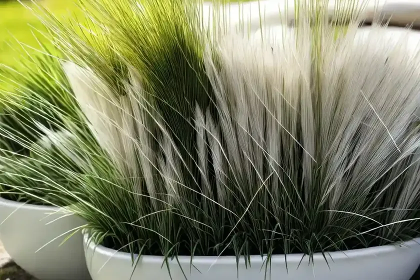 White-tinged Sedge (Carex Albicans) — photo 3