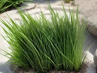 White-tinged Sedge (Carex Albicans)