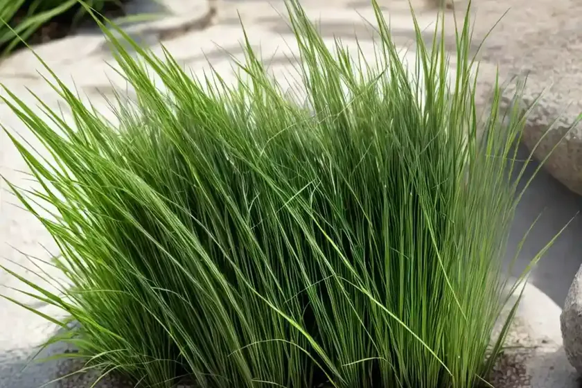 White-tinged Sedge (Carex Albicans)