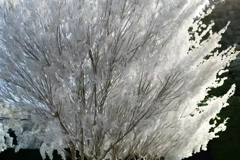 White willow (salix alba ‘tristis’) — photo 2