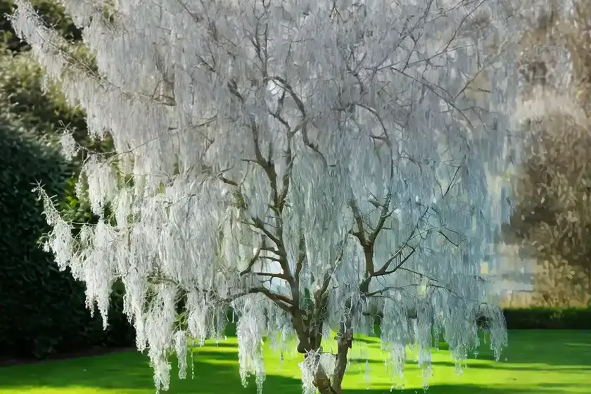 White willow (salix alba ‘tristis’) — photo 3