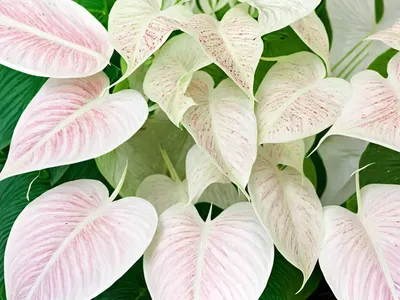White Wonder Caladium (Caladium ‘White Wonder’)