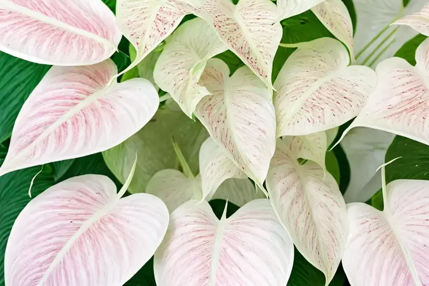 White wonder caladium (caladium ‘white wonder’)