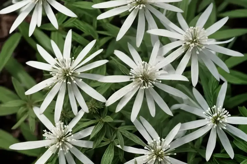 White wood aster (eurybia divaricata) — photo 2