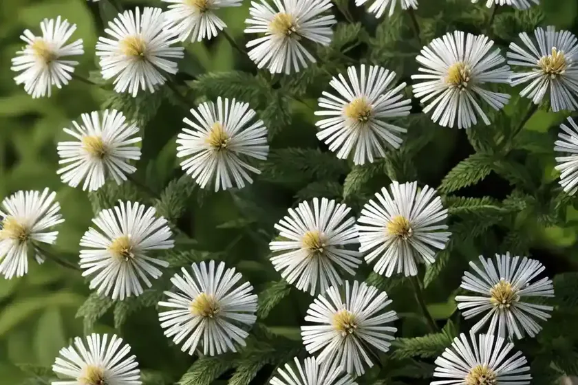 White wood aster (eurybia divaricata) — photo 3