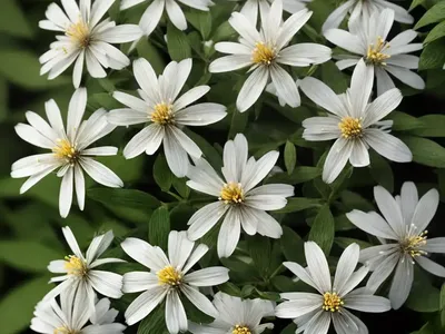 White Wood Aster (Eurybia Divaricata)
