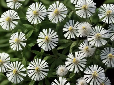 White Wood Aster (Eurybia Divaricata ‘Tiney Hiney’)