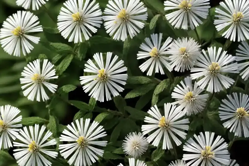White wood aster (eurybia divaricata ‘tiney hiney’)