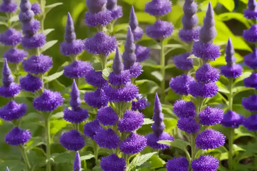 Whorled Clary (Salvia Verticillata) — photo 3
