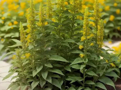 Whorled Clary (Salvia Verticillata)