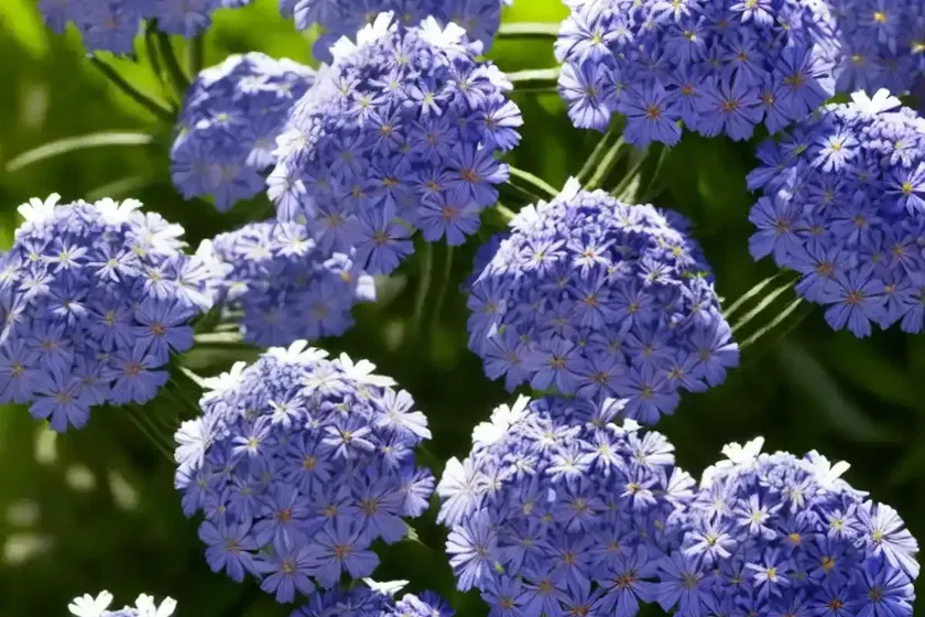 Wild Blue Phlox (Phlox Divaricata) — photo 2