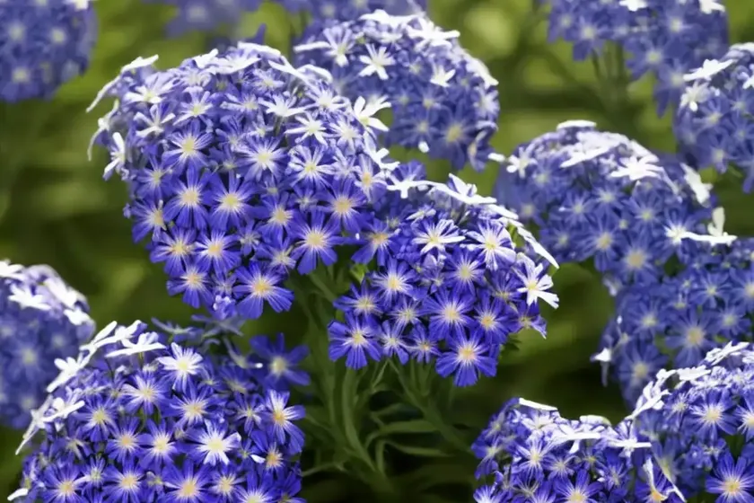 Wild Blue Phlox (Phlox Divaricata) — photo 3